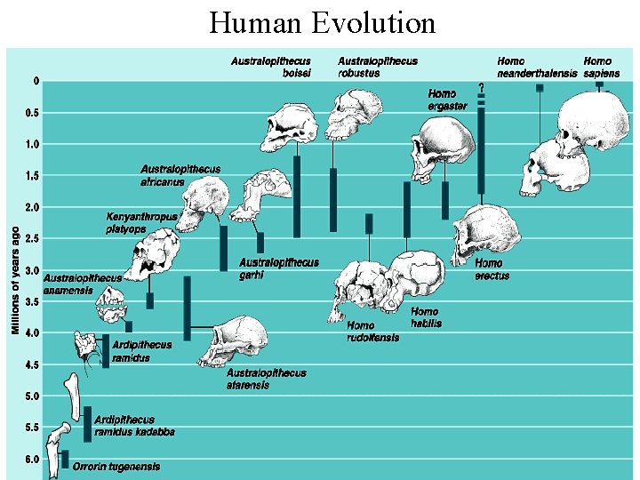 Human Evolution 