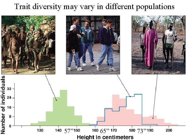 Trait diversity may vary in different populations 57” 65” 73” 