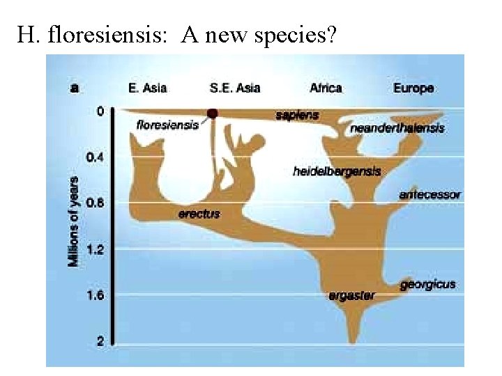 H. floresiensis: A new species? 