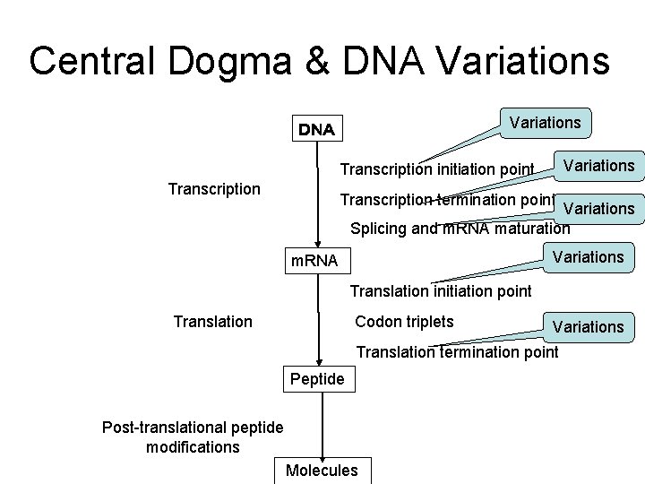 Central Dogma & DNA Variations ＤＮＡ Variations Transcription initiation point Transcription termination point Variations