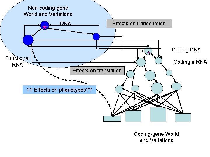 Non-coding-gene World and Variations DNA Effects on transcription Coding DNA Functional RNA Coding m.