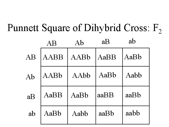 Punnett Square of Dihybrid Cross: F 2 AB Ab a. B ab AB AABb
