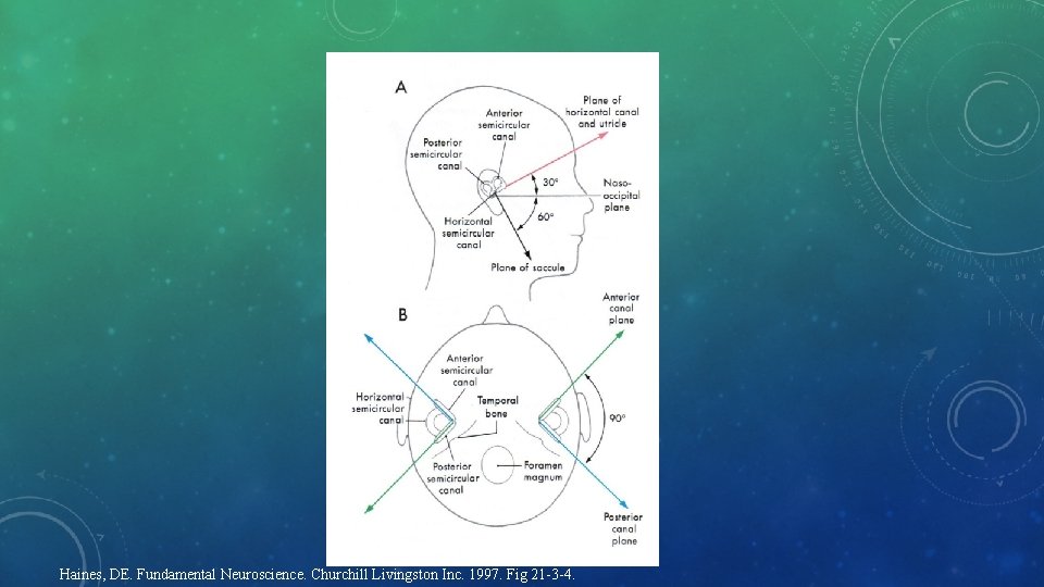 Haines, DE. Fundamental Neuroscience. Churchill Livingston Inc. 1997. Fig 21 -3 -4. 