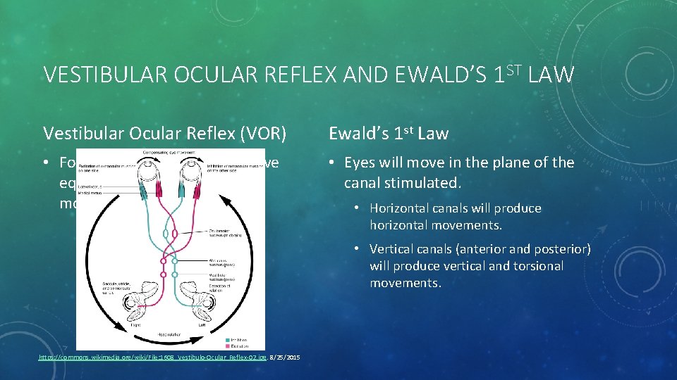 VESTIBULAR OCULAR REFLEX AND EWALD’S 1 ST LAW Vestibular Ocular Reflex (VOR) Ewald’s 1