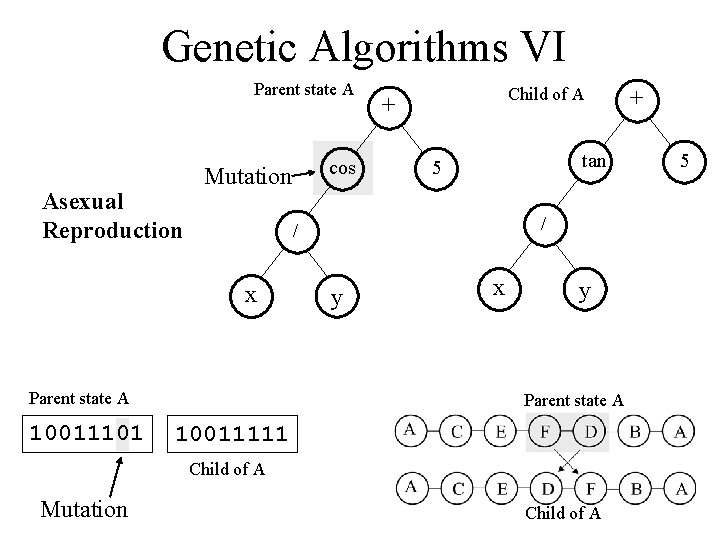 Genetic Algorithms VI Parent state A Asexual Reproduction Mutation + tan 5 / /