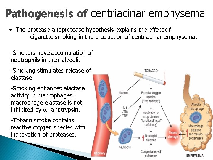 Pathogenesis of centriacinar emphysema • The protease-antiprotease hypothesis explains the effect of cigarette smoking