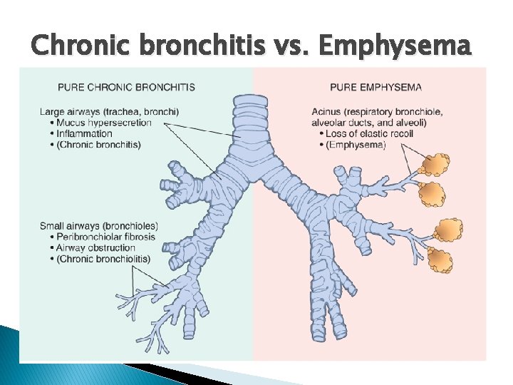 Chronic bronchitis vs. Emphysema 