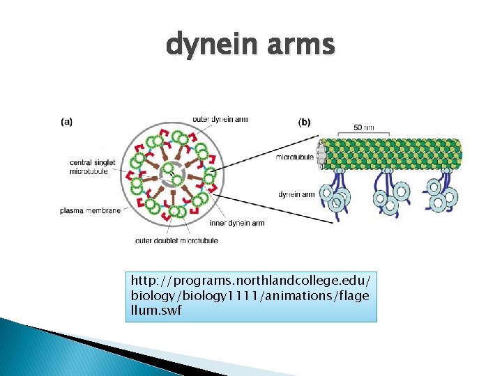 dynein arms http: //programs. northlandcollege. edu/ biology/biology 1111/animations/flage llum. swf 