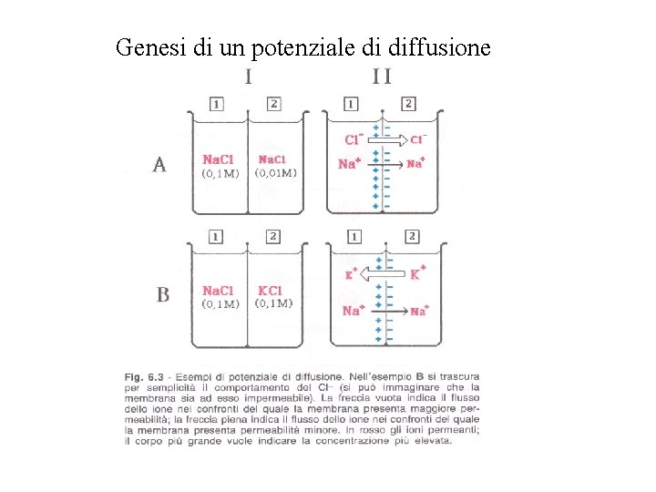 Genesi di un potenziale di diffusione 