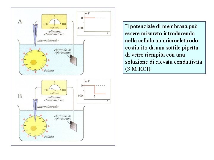 Il potenziale di membrana può essere misurato introducendo nella cellula un microelettrodo costituito da