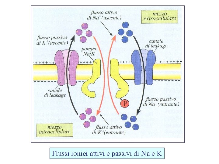 Flussi ionici attivi e passivi di Na e K 