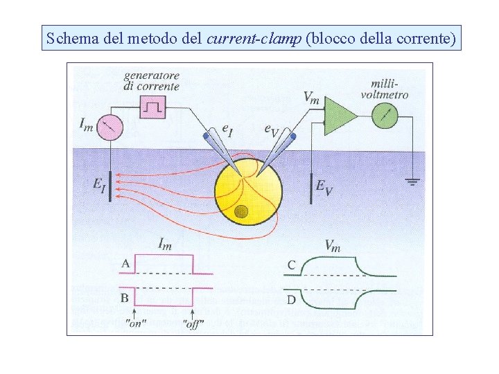 Schema del metodo del current-clamp (blocco della corrente) 