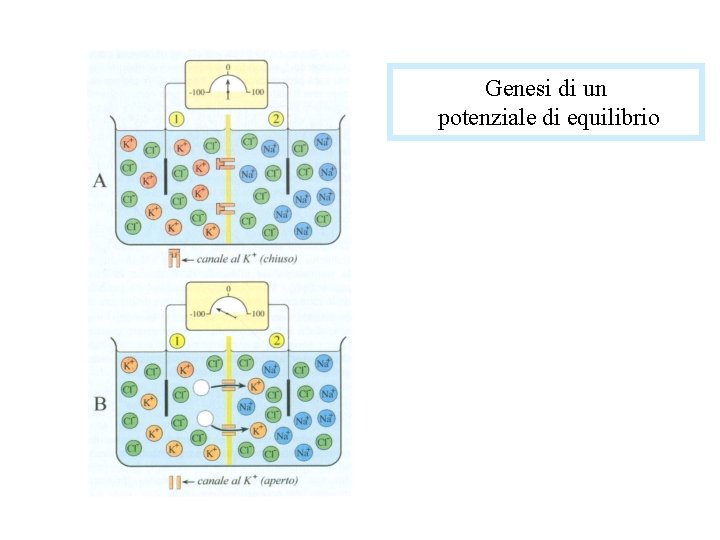 Genesi di un potenziale di equilibrio 