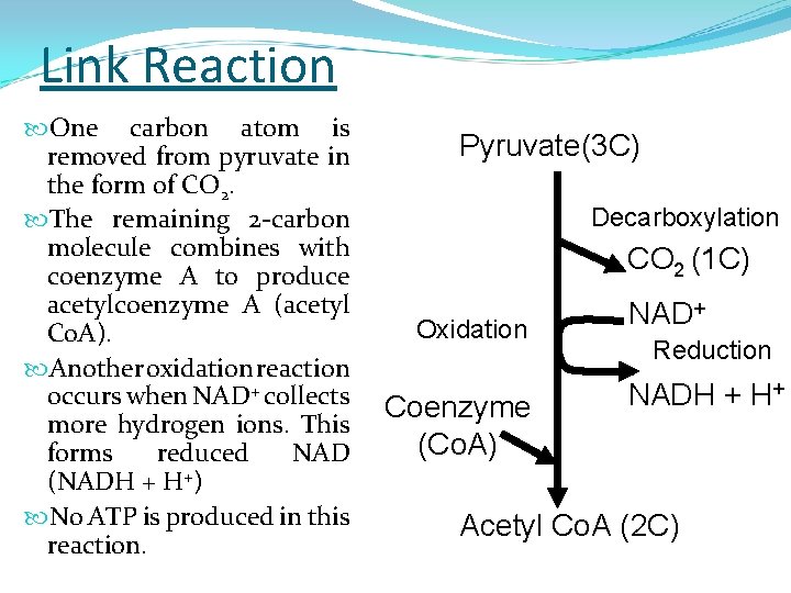 Link Reaction One carbon atom is removed from pyruvate in the form of CO