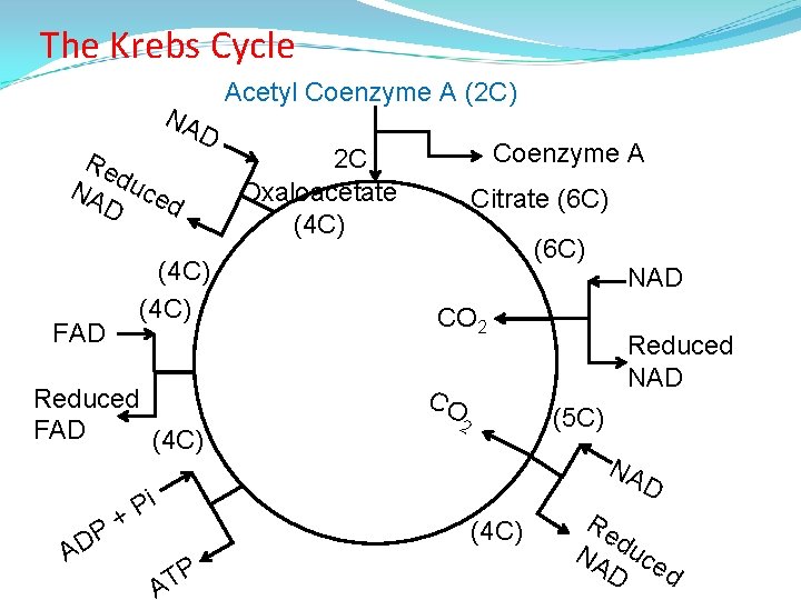 The Krebs Cycle Acetyl Coenzyme A (2 C) NA Re NA duce d D