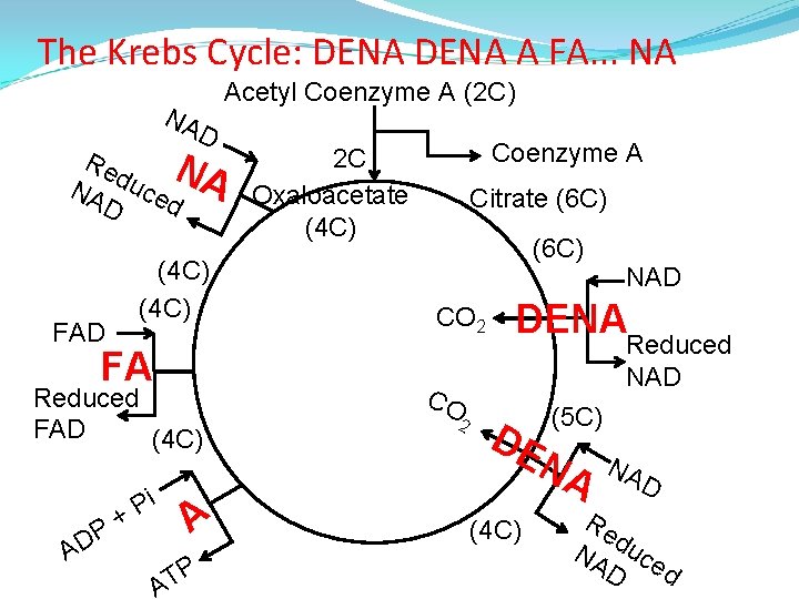 The Krebs Cycle: DENA A FA. . . NA Acetyl Coenzyme A (2 C)