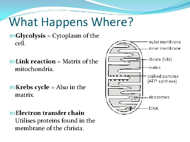 What Happens Where? Glycolysis = Cytoplasm of the cell. Link reaction = Matrix of