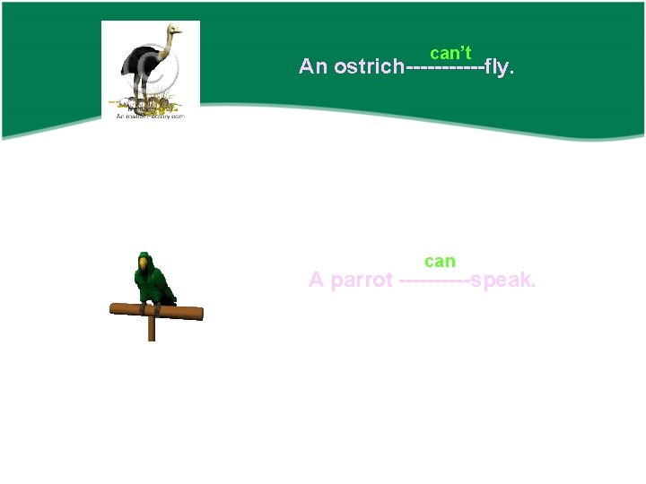 can’t An ostrich------fly. can A parrot -----speak. 