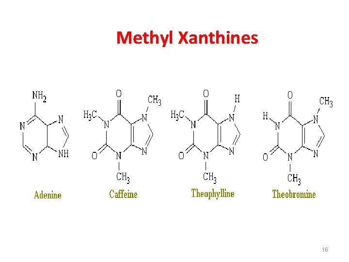Methyl Xanthines 16 
