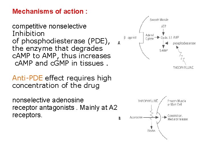 Mechanisms of action : competitive nonselective Inhibition of phosphodiesterase (PDE), the enzyme that degrades