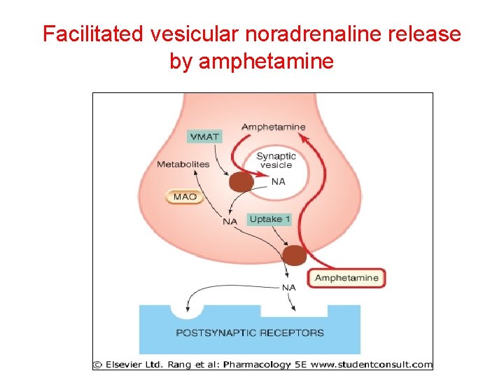 Facilitated vesicular noradrenaline release by amphetamine 