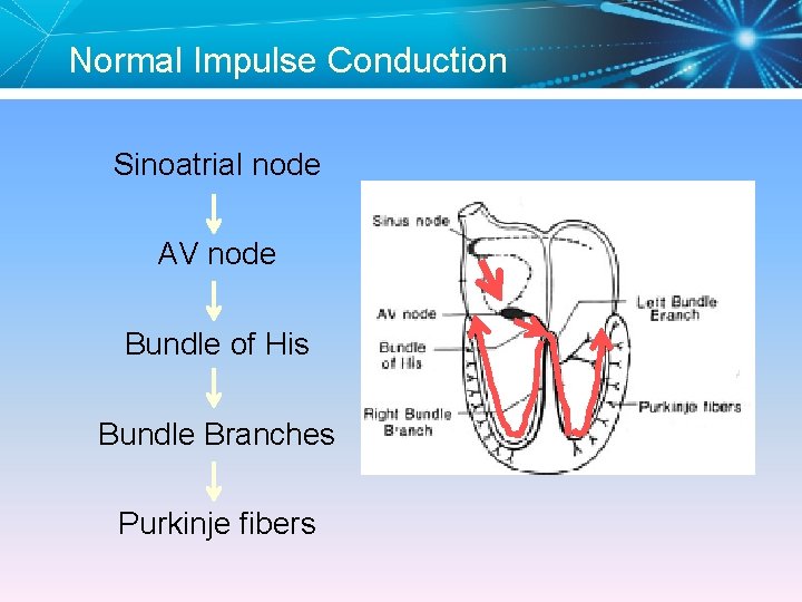 Normal Impulse Conduction Sinoatrial node AV node Bundle of His Bundle Branches Purkinje fibers