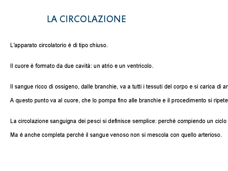 LA CIRCOLAZIONE L'apparato circolatorio è di tipo chiuso. Il cuore è formato da due