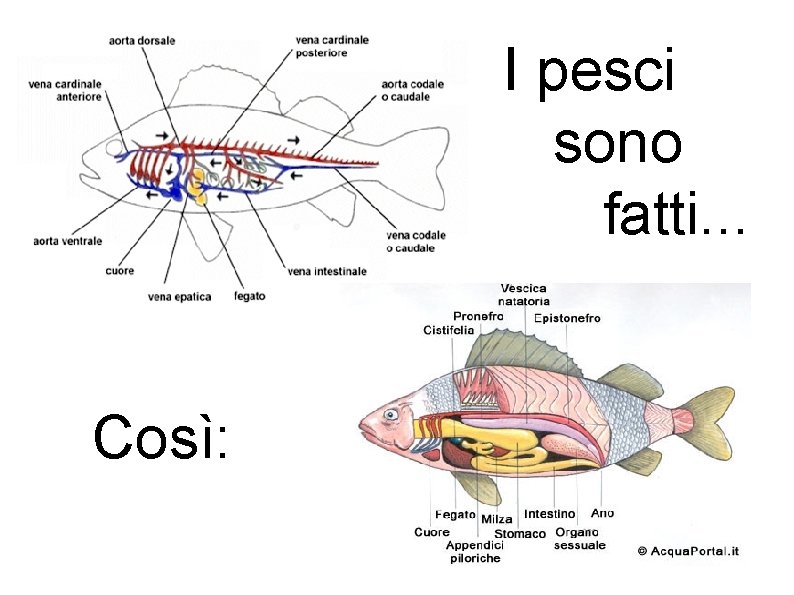 I pesci sono fatti. . . Così: 