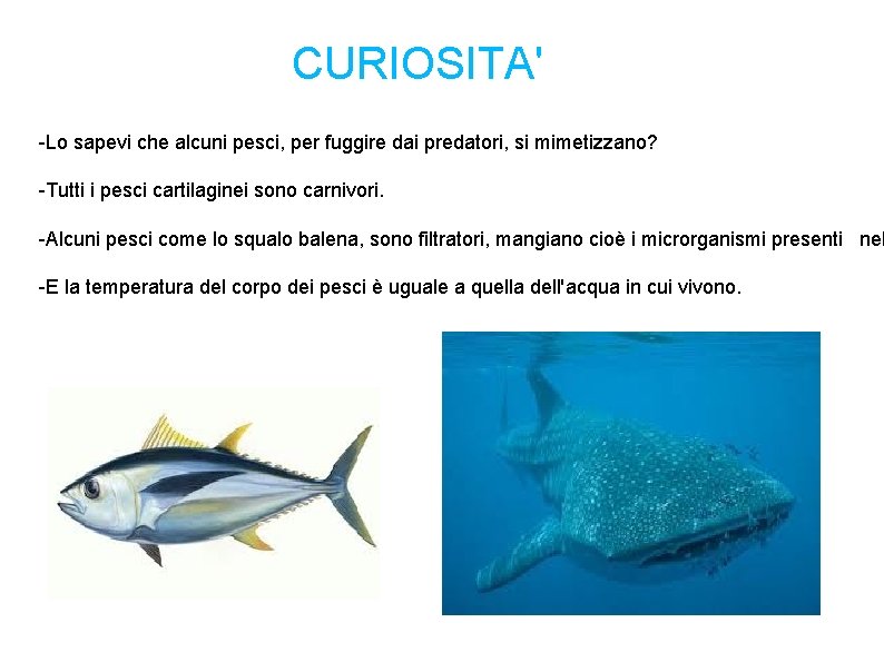 CURIOSITA' -Lo sapevi che alcuni pesci, per fuggire dai predatori, si mimetizzano? -Tutti i