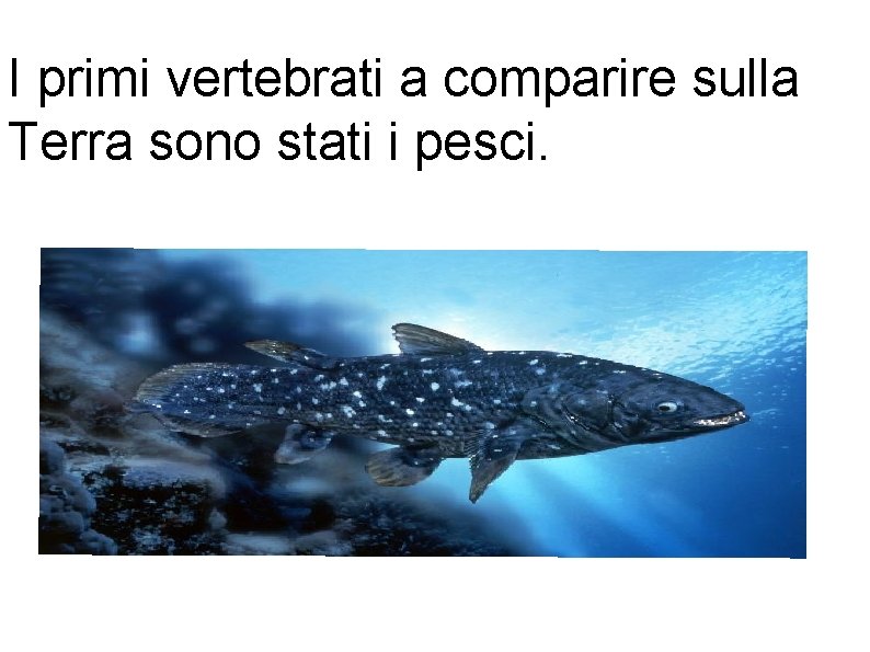 I primi vertebrati a comparire sulla Terra sono stati i pesci. 