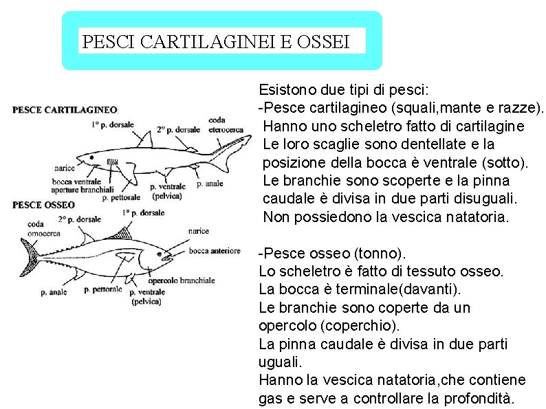 PESCI CARTILAGINEI E OSSEI Esistono due tipi di pesci: -Pesce cartilagineo (squali, mante e