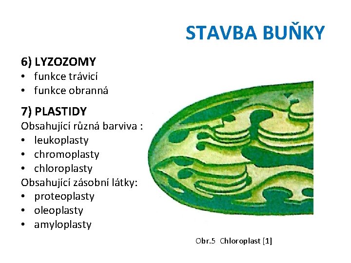 STAVBA BUŇKY 6) LYZOZOMY • funkce trávicí • funkce obranná 7) PLASTIDY Obsahující různá