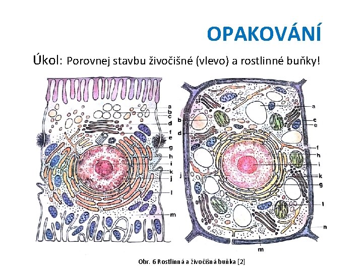 OPAKOVÁNÍ Úkol: Porovnej stavbu živočišné (vlevo) a rostlinné buňky! Obr. 6 Rostlinná a živočišná