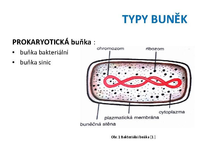 TYPY BUNĚK PROKARYOTICKÁ buňka : • buňka bakteriální • buňka sinic Obr. 1 Bakteriální