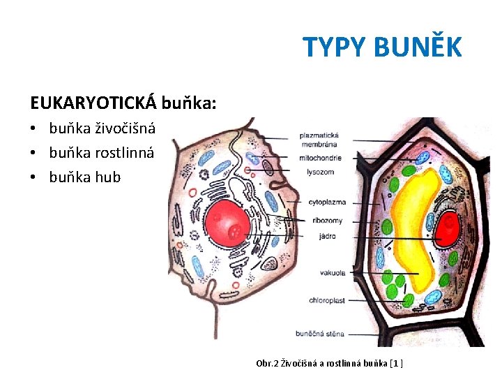 TYPY BUNĚK EUKARYOTICKÁ buňka: • buňka živočišná • buňka rostlinná • buňka hub Obr.