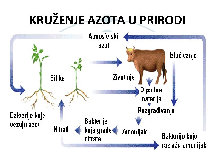KRUŽENJE AZOTA U PRIRODI 