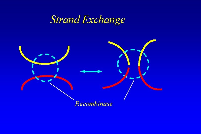 Strand Exchange Recombinase Strand Exchange Recombinase