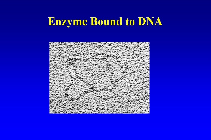 Enzyme Bound to DNA Enzyme Bound to DNA