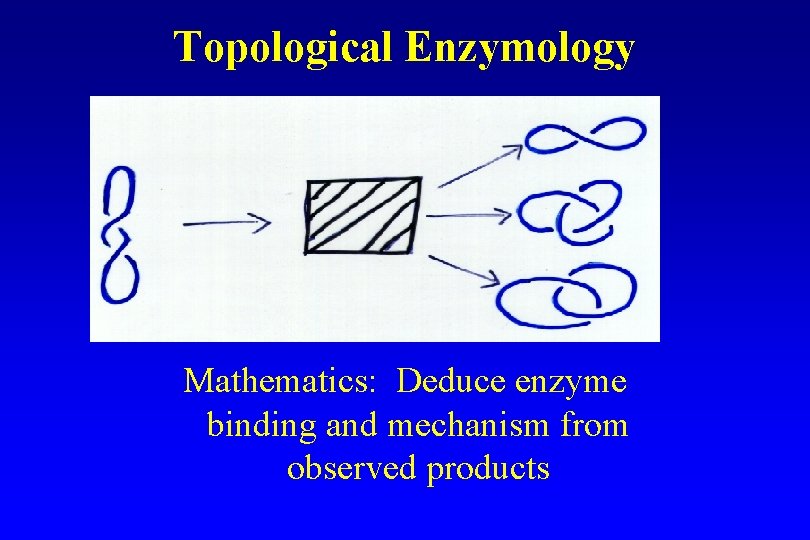 Topological Enzymology Mathematics: Deduce enzyme binding and mechanism from observed products Topological Enzymology Mathematics: Deduce enzyme binding and mechanism from observed products