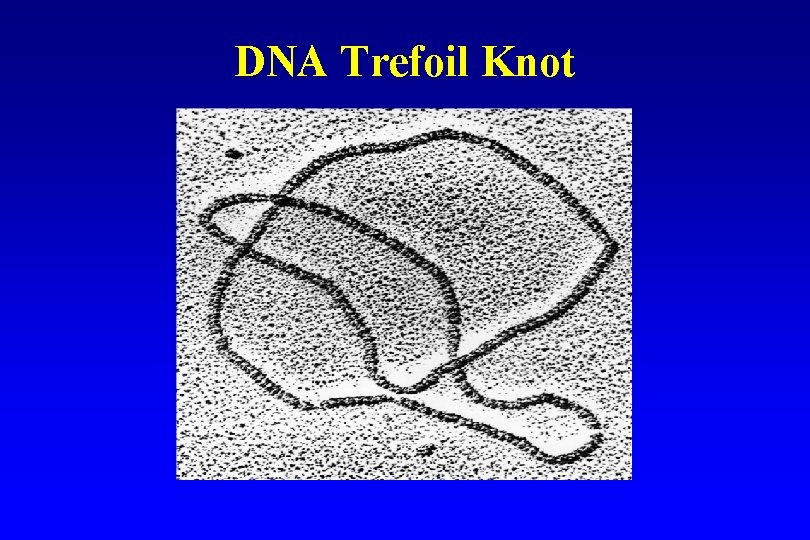 DNA Trefoil Knot DNA Trefoil Knot