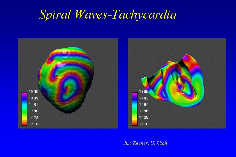 Spiral Waves-Tachycardia Jim Keener, U. Utah Spiral Waves-Tachycardia Jim Keener, U. Utah