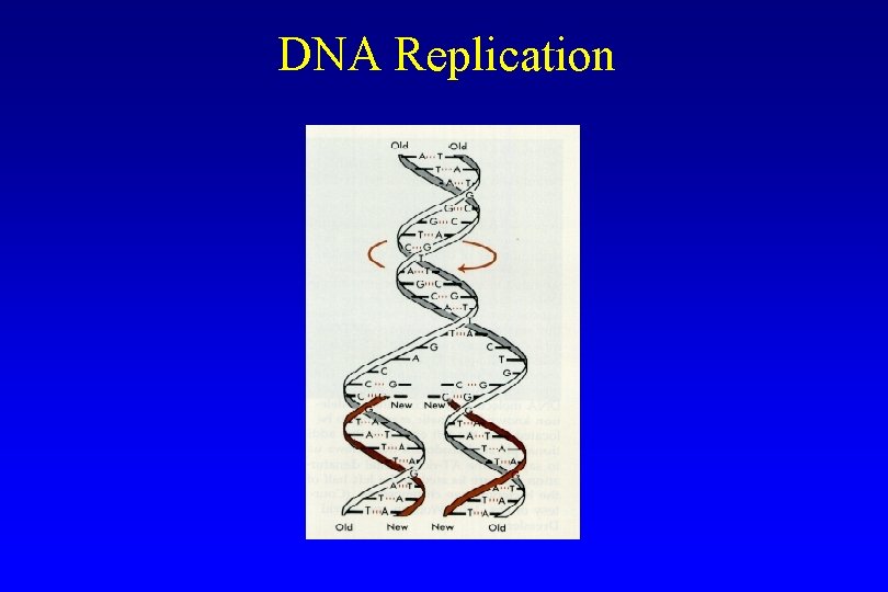 DNA Replication DNA Replication