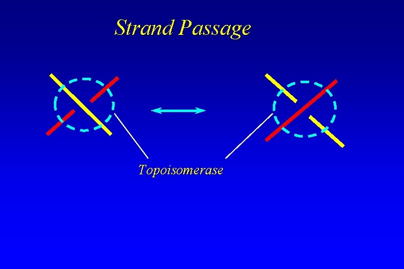 Strand Passage Topoisomerase Strand Passage Topoisomerase