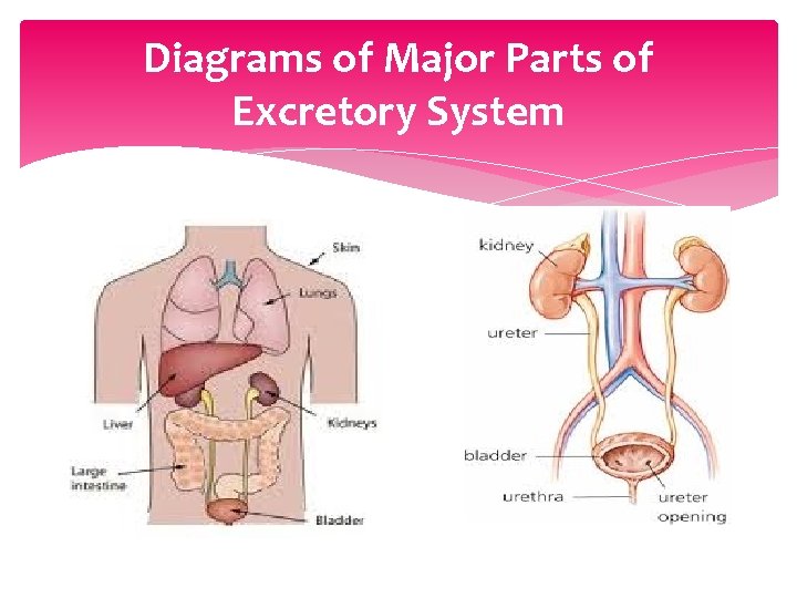 Diagrams of Major Parts of Excretory System Diagrams of Major Parts of Excretory System