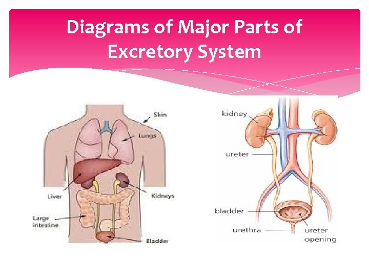 Diagrams of Major Parts of Excretory System 