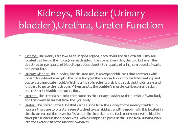 Kidneys, Bladder (Urinary bladder), Urethra, Ureter Function Kidneys: The kidneys are two bean shaped