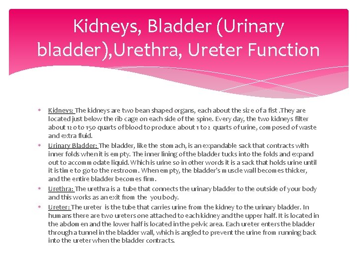Kidneys, Bladder (Urinary bladder), Urethra, Ureter Function Kidneys: The kidneys are two bean shaped Kidneys, Bladder (Urinary bladder), Urethra, Ureter Function Kidneys: The kidneys are two bean shaped