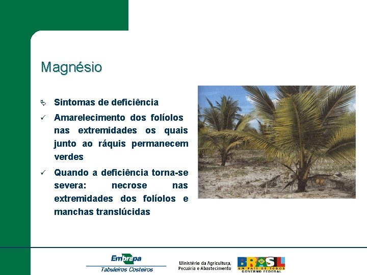 Magnésio Ä Sintomas de deficiência ü Amarelecimento dos folíolos nas extremidades os quais junto