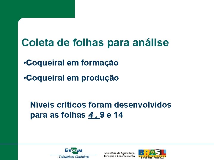 Coleta de folhas para análise • Coqueiral em formação • Coqueiral em produção Níveis