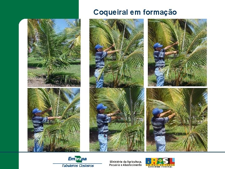 Coqueiral em formação 